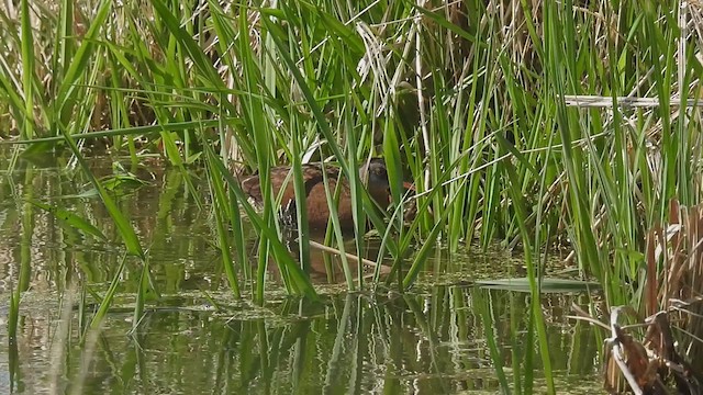 Virginia Rail - ML634328695