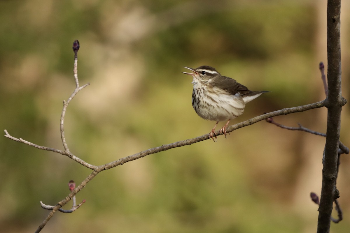 Louisiana Waterthrush - ML634328704