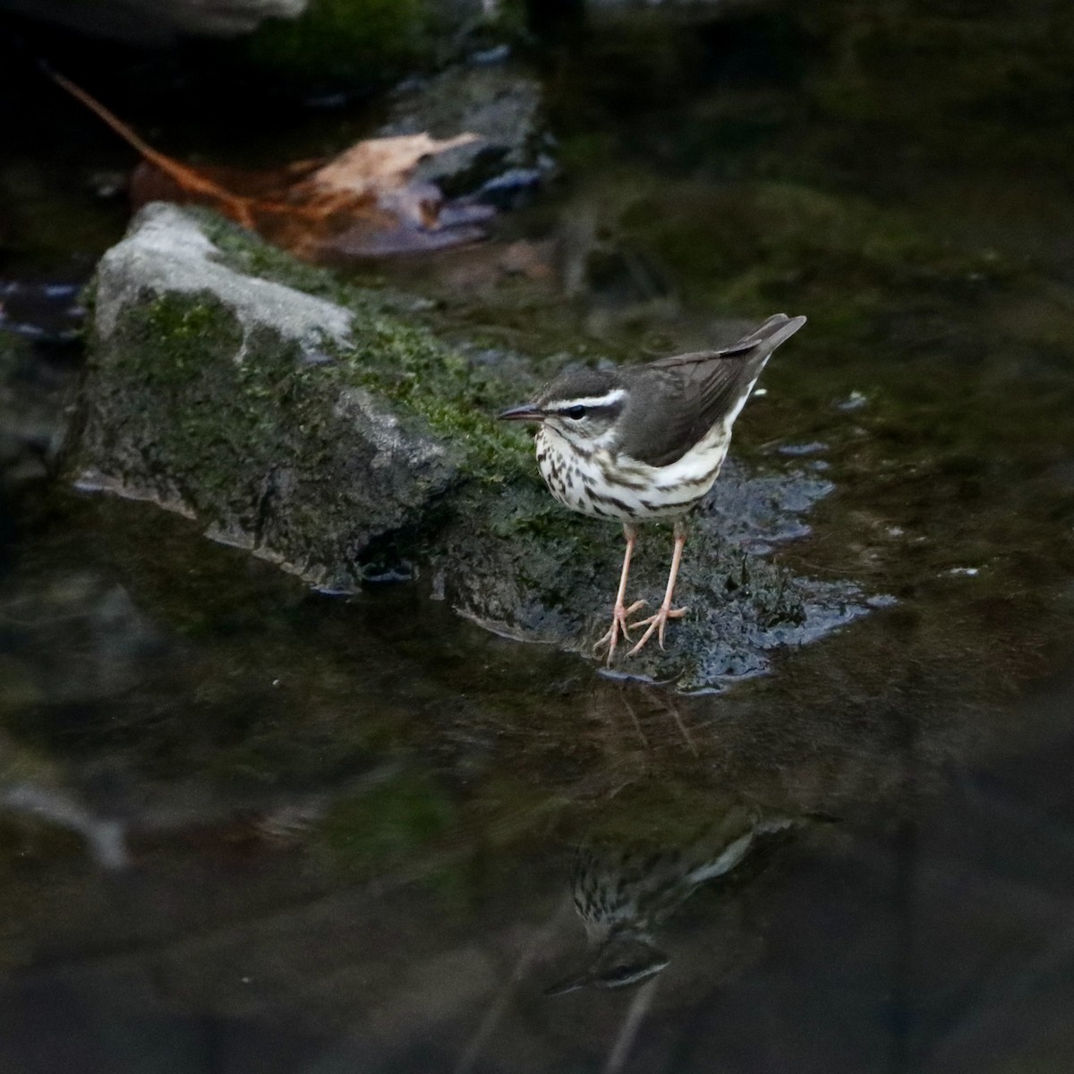 Louisiana Waterthrush - ML634328705