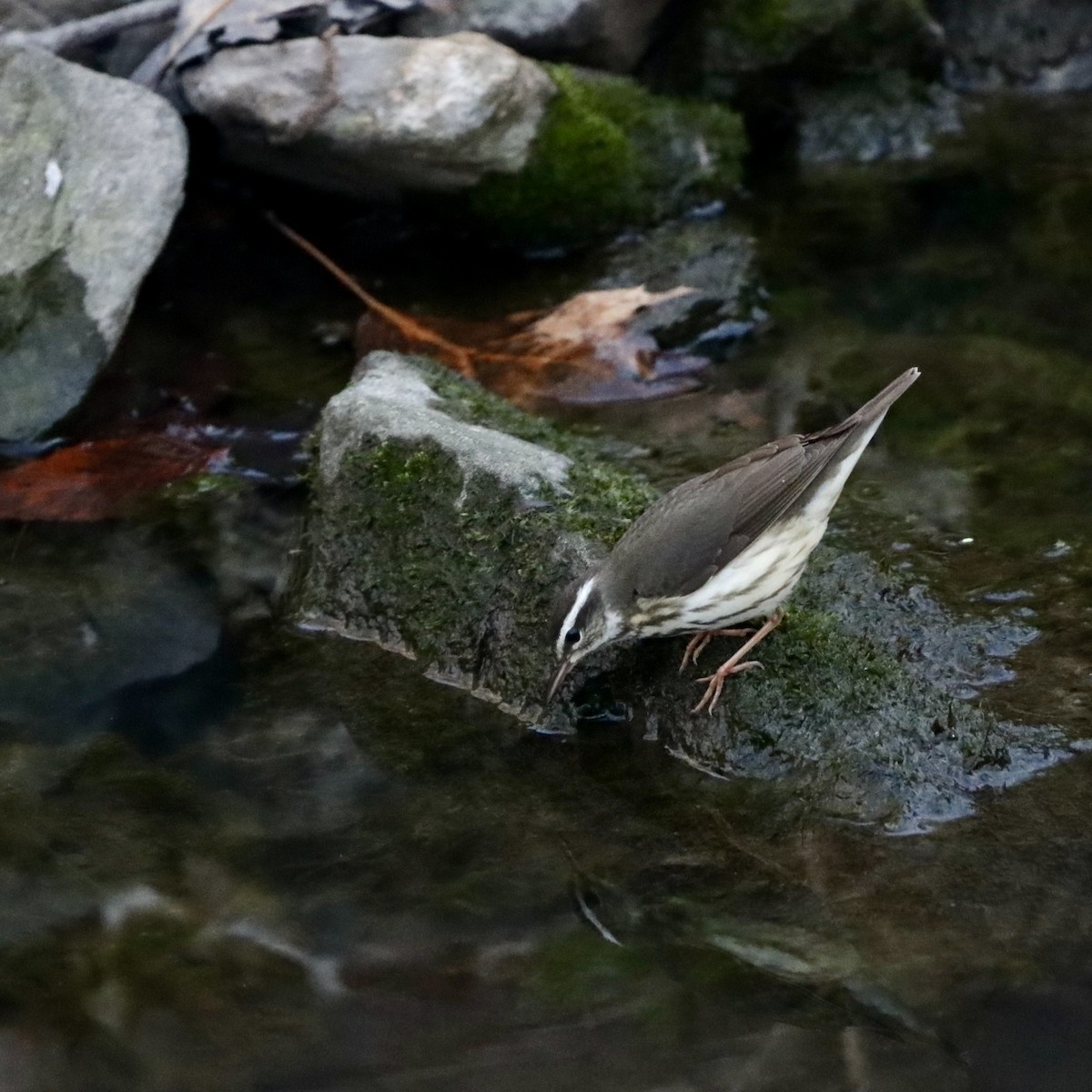 Louisiana Waterthrush - ML634328706