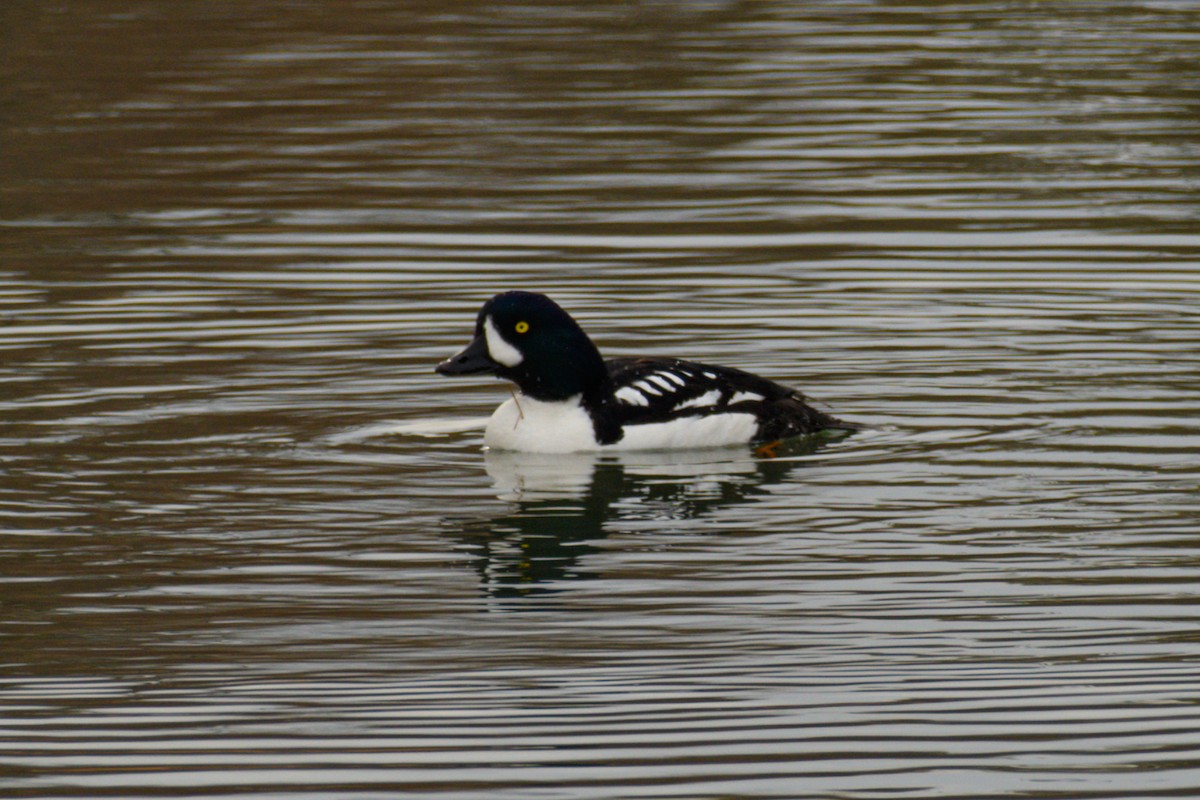 Barrow's Goldeneye - ML634328789