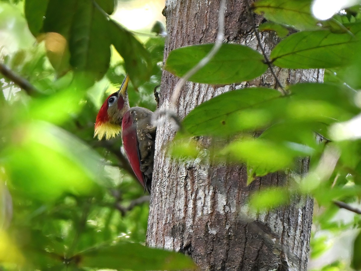 Crimson-winged Woodpecker - ML634328833