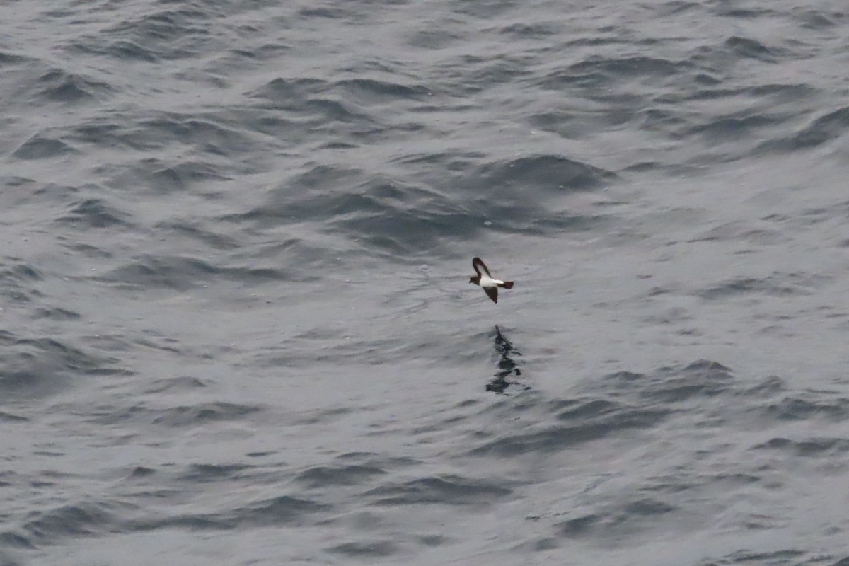 White-bellied Storm-Petrel - ML634328887