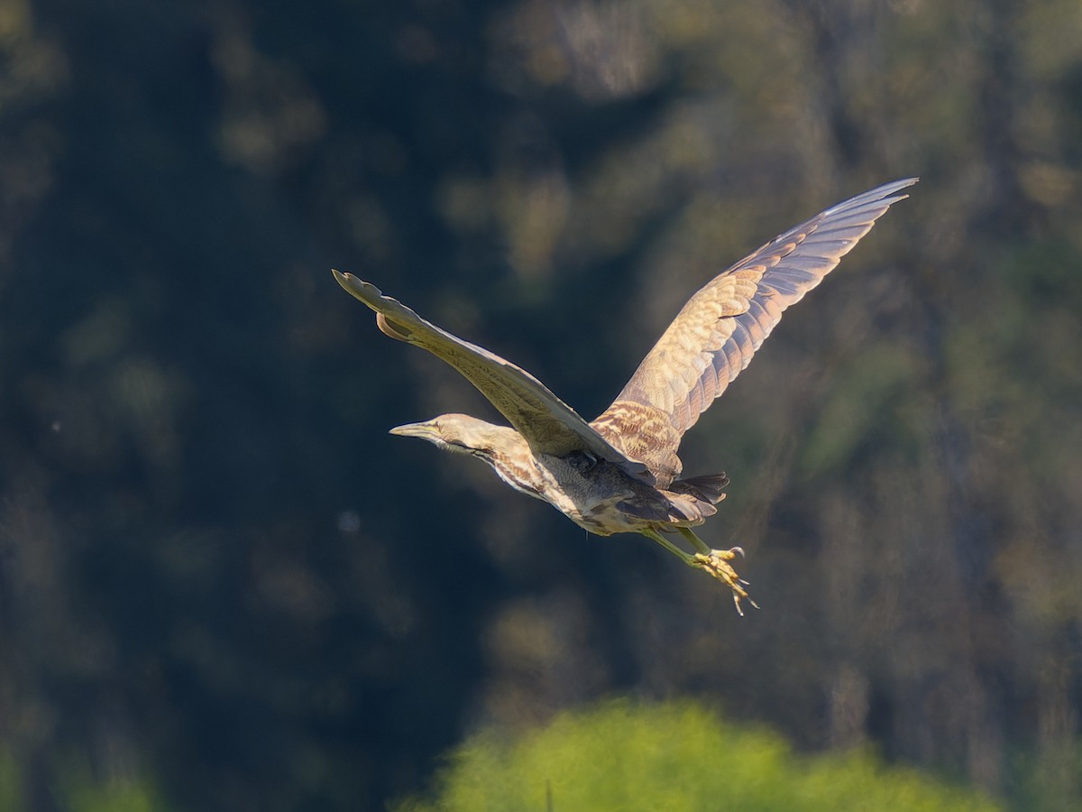 American Bittern - ML634328984