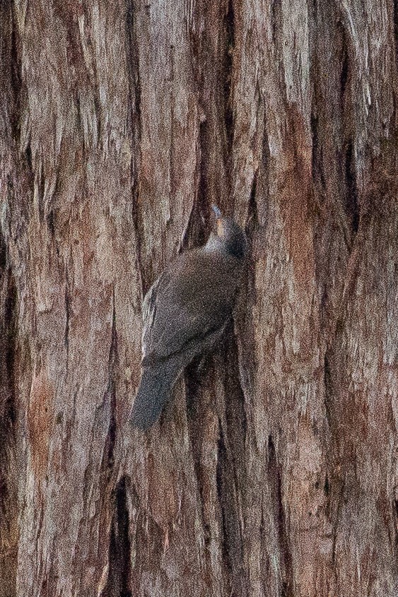Red-browed Treecreeper - ML634329001