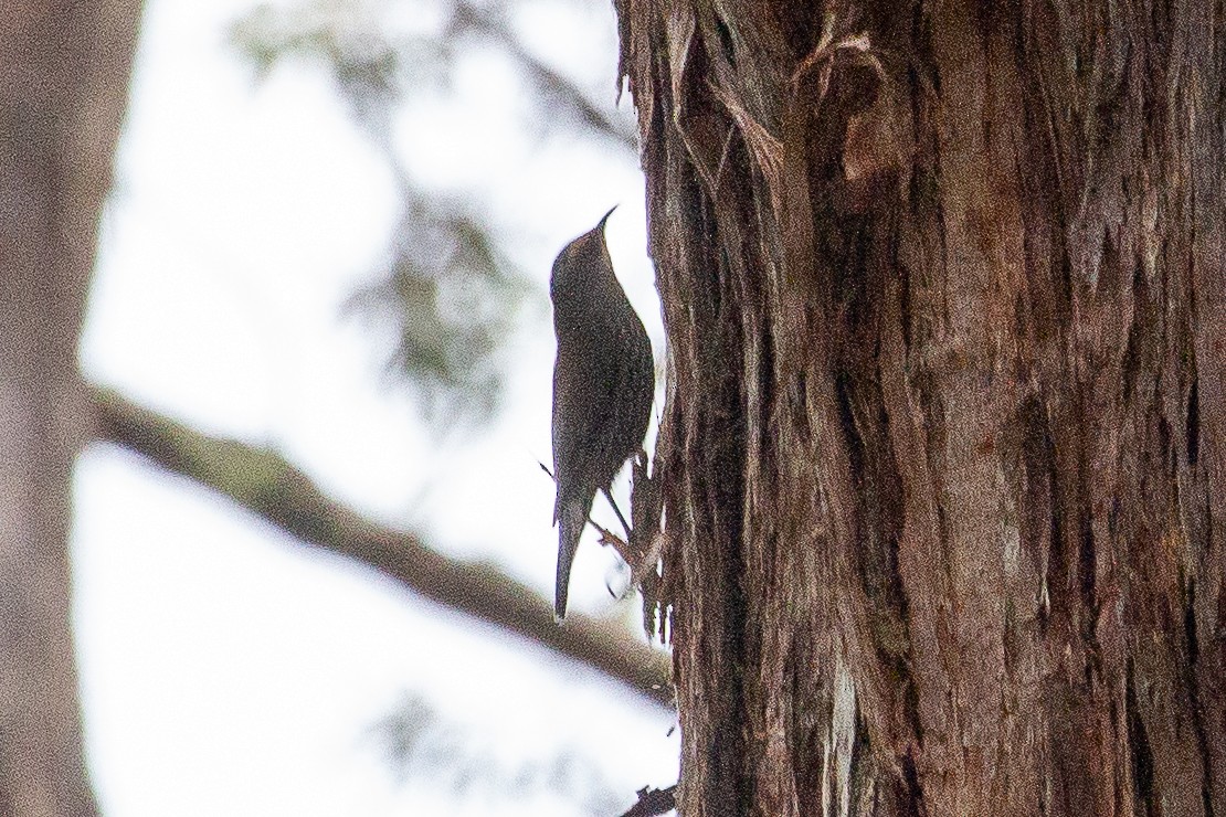 Red-browed Treecreeper - ML634329013