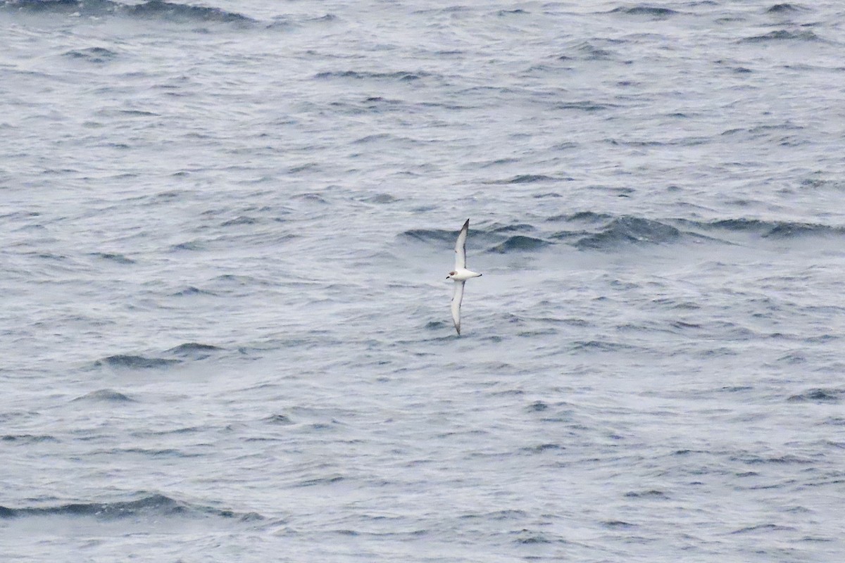 Petrel de las Juan Fernández - ML634329021