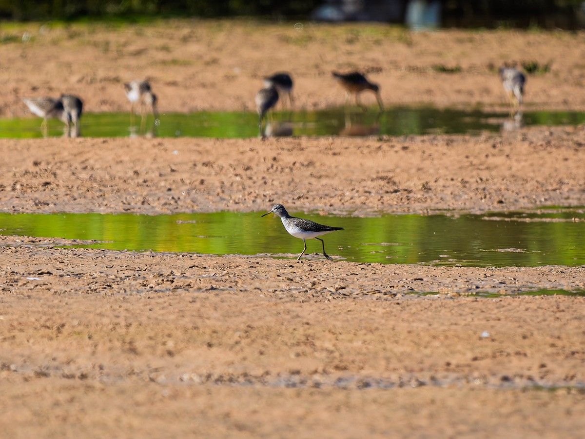Solitary Sandpiper - ML634329037