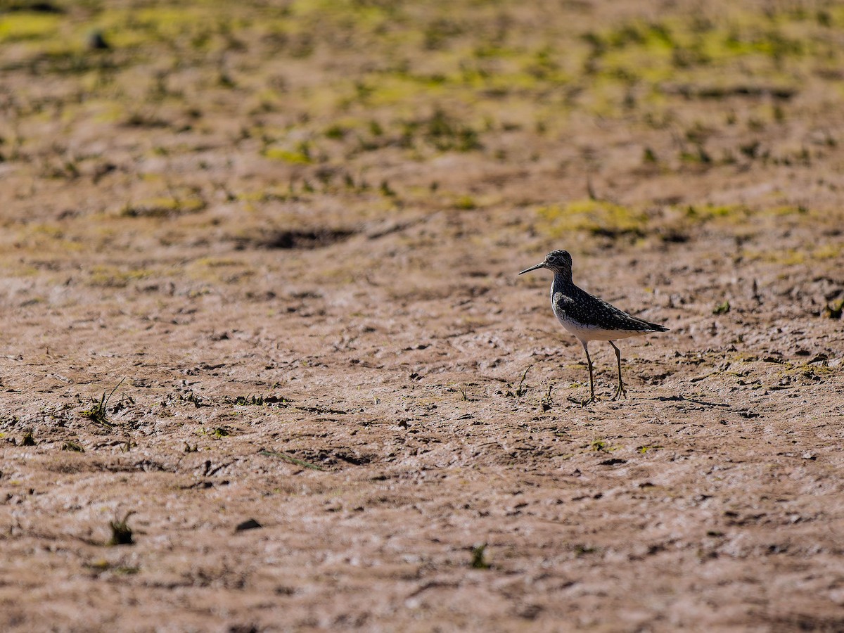 Solitary Sandpiper - ML634329039