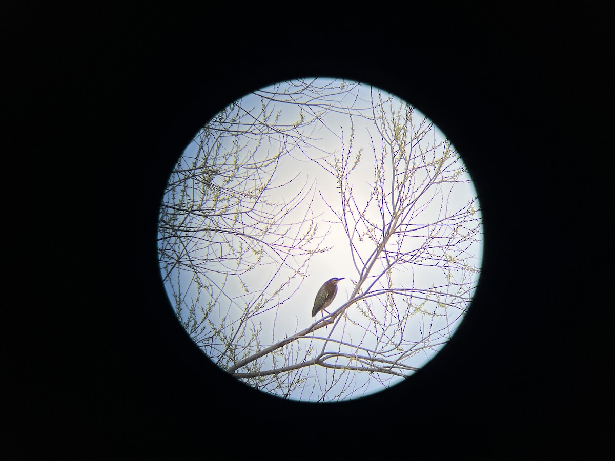 Green Heron - ML634329045