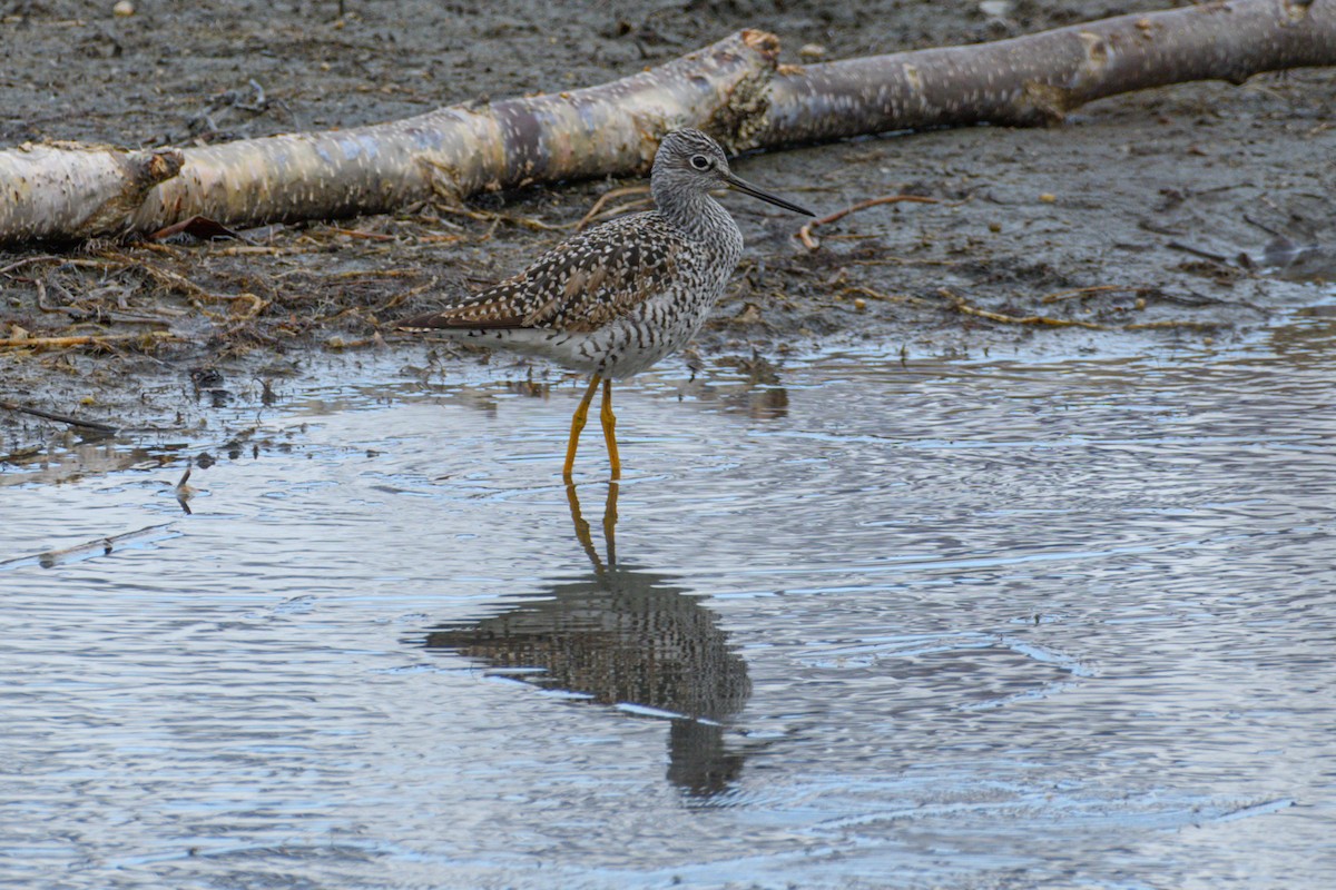 Greater Yellowlegs - ML634329060