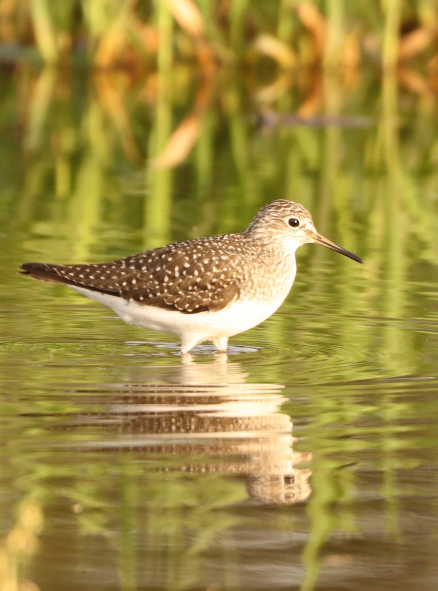 Solitary Sandpiper - ML634329115