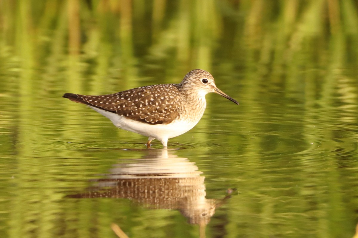 Solitary Sandpiper - ML634329117