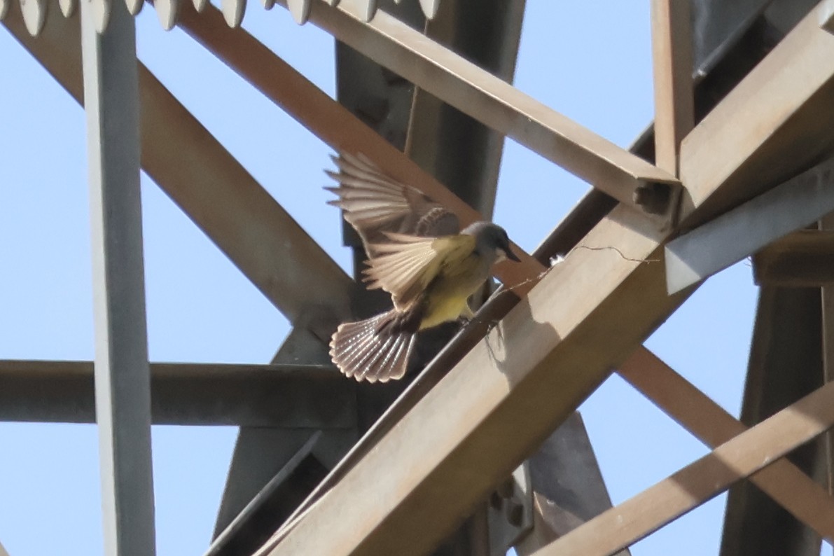 Cassin's Kingbird - ML634329119