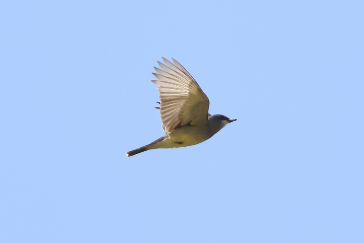 Cassin's Kingbird - ML634329121