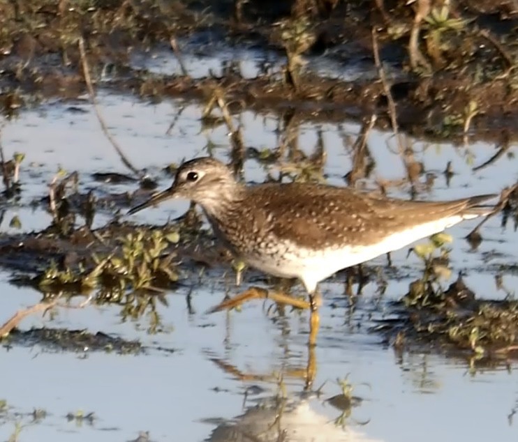 Solitary Sandpiper - ML634329138