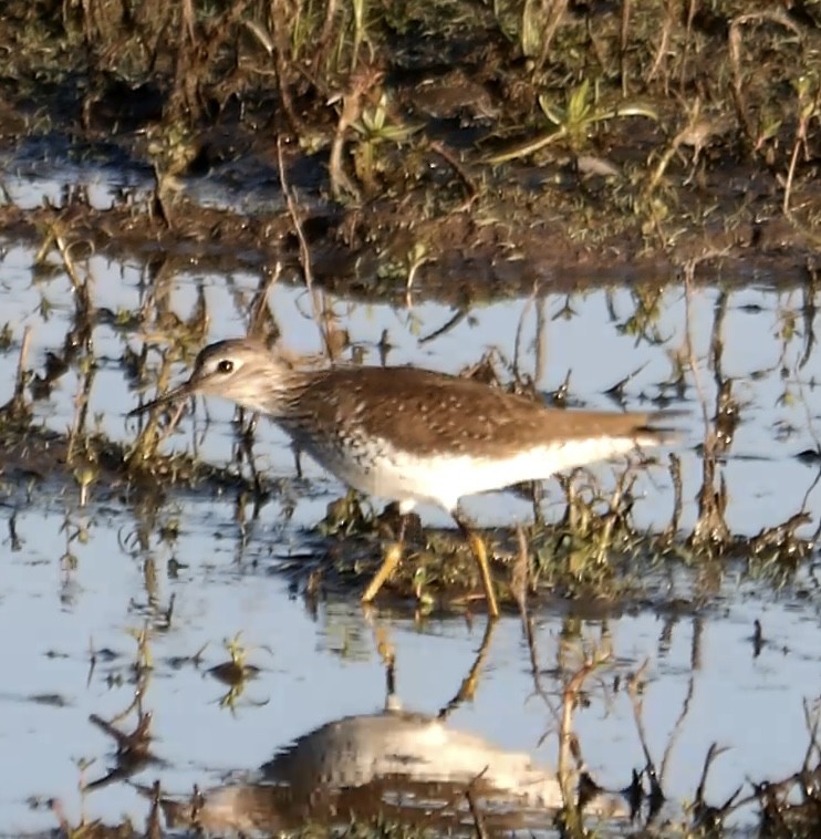 Solitary Sandpiper - ML634329139