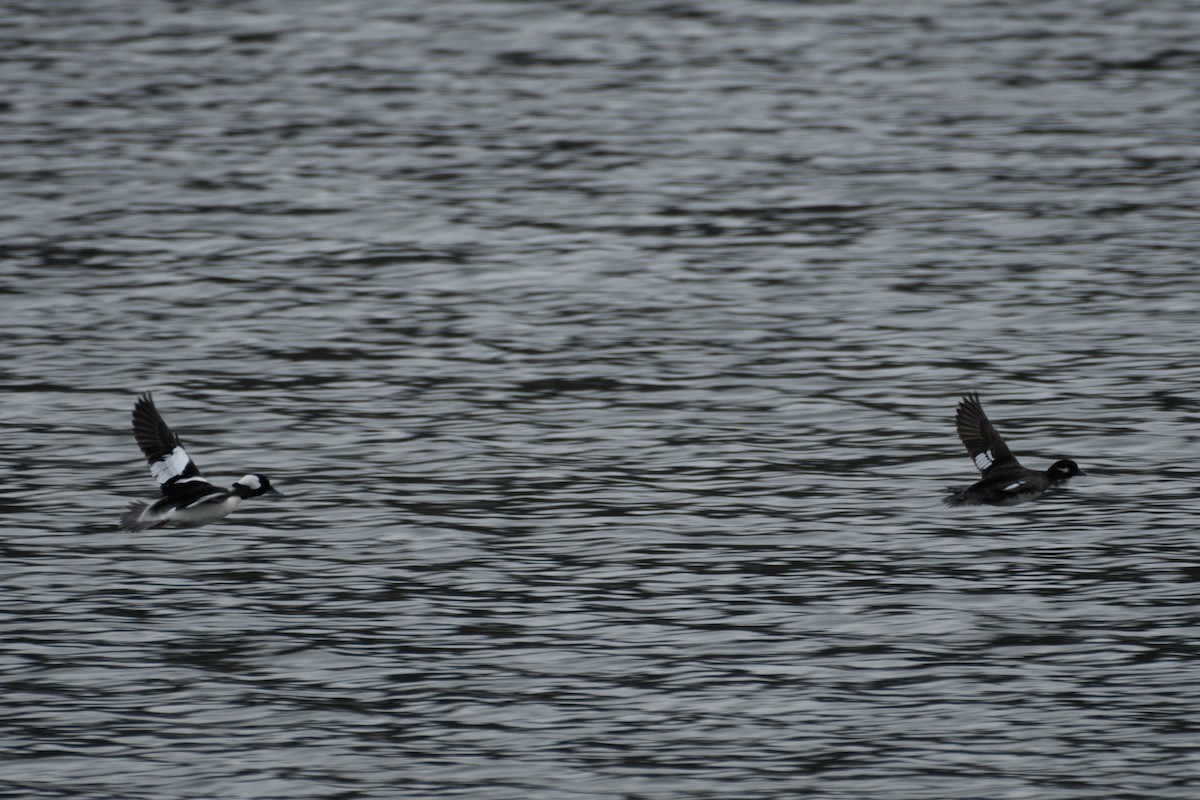 Bufflehead - ML634329143