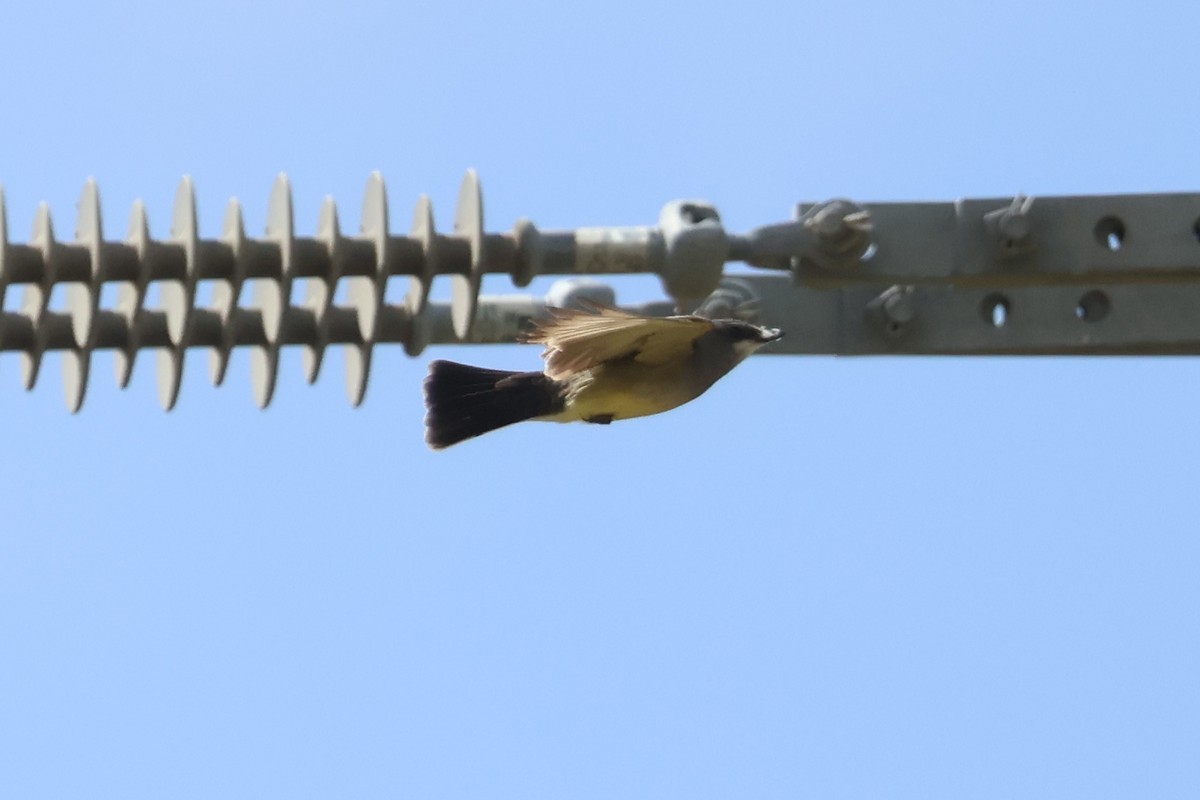 Cassin's Kingbird - ML634329160
