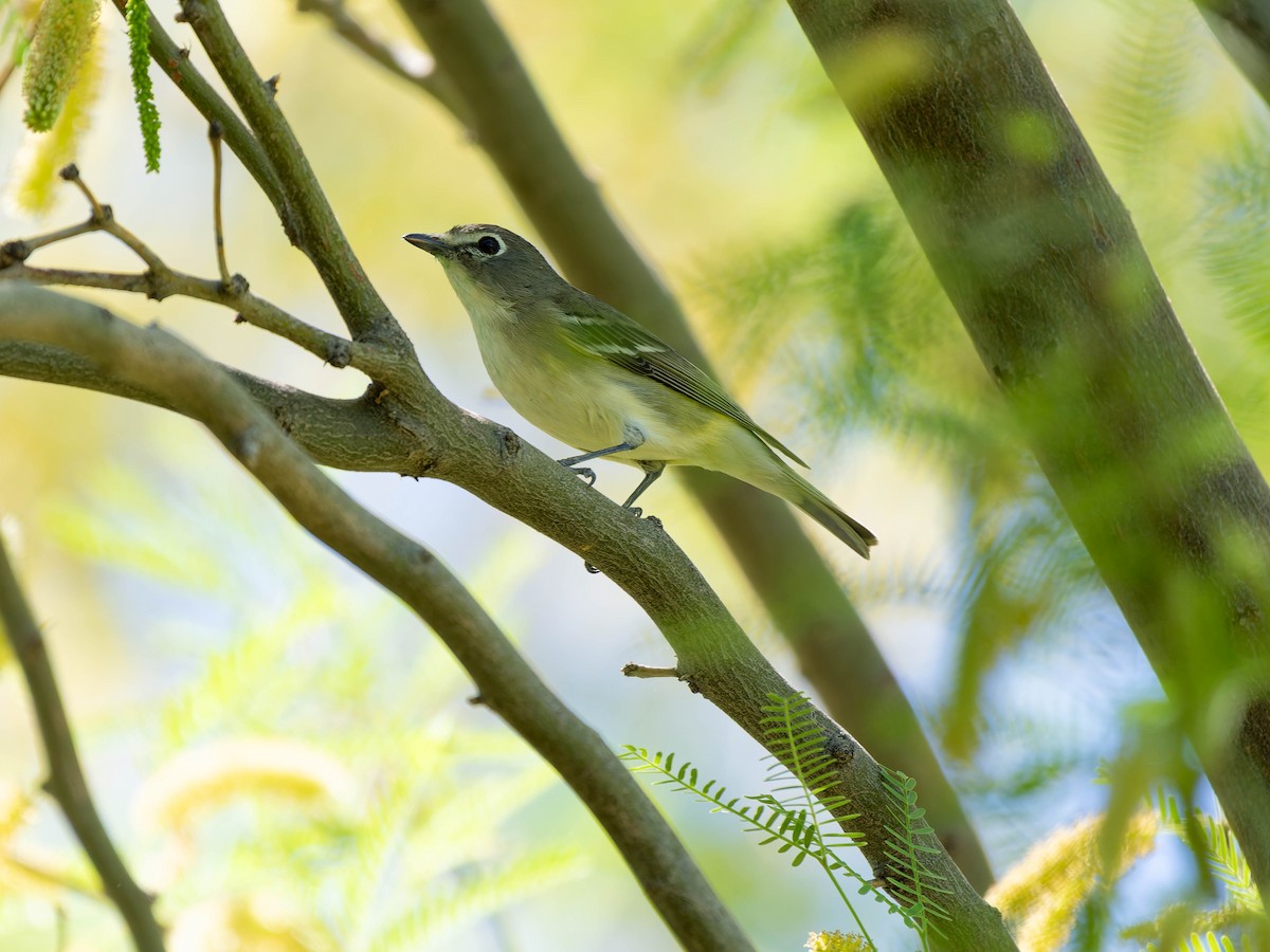 Cassinvireo - ML634329163