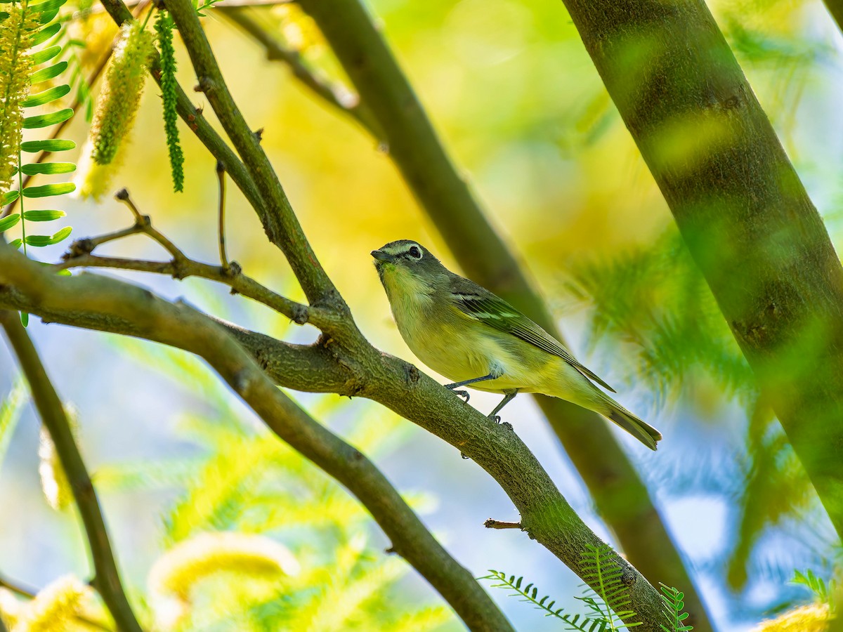 Cassinvireo - ML634329165