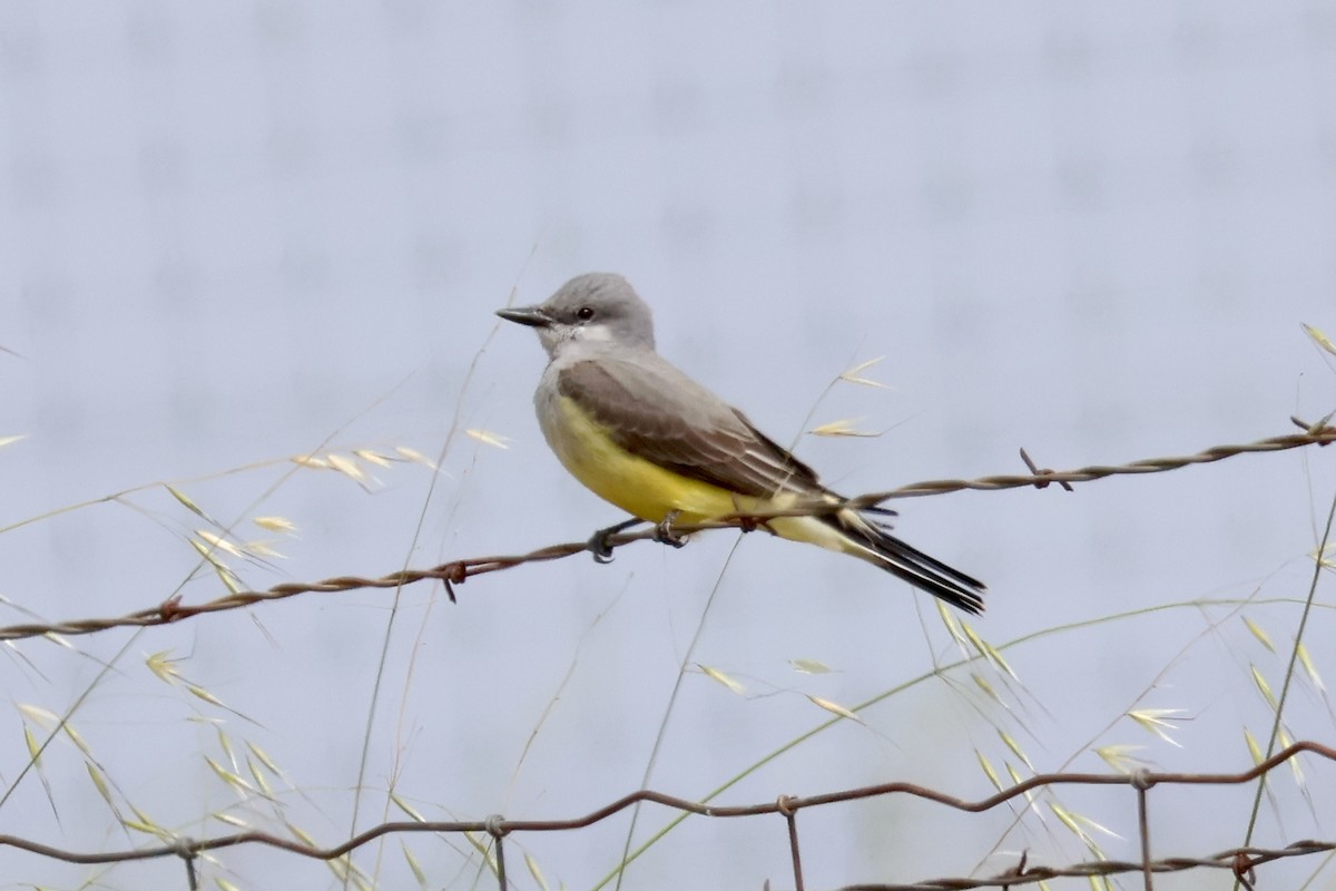 Western Kingbird - ML634329177