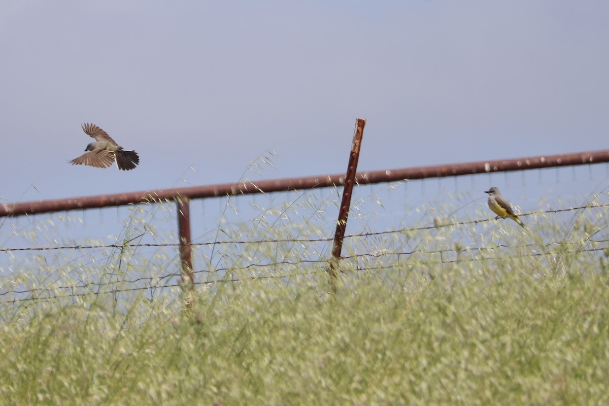 Western Kingbird - ML634329180