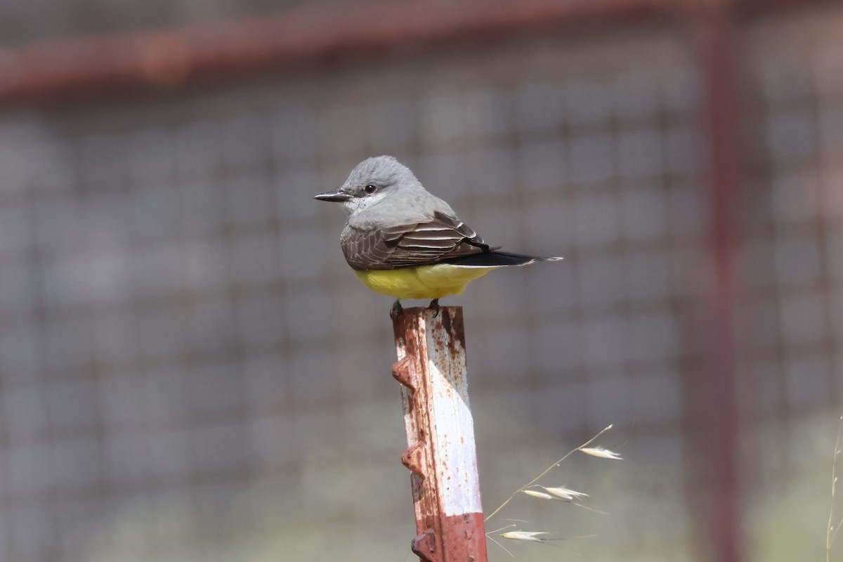 Western Kingbird - ML634329183