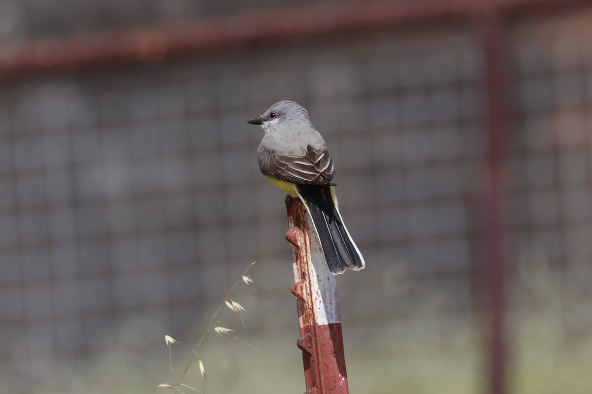 Western Kingbird - ML634329184
