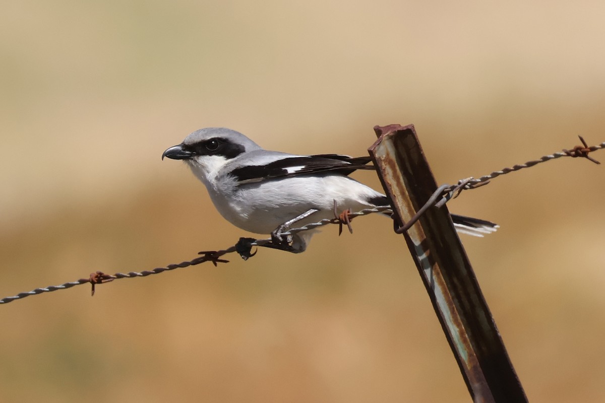 Loggerhead Shrike - ML634329198