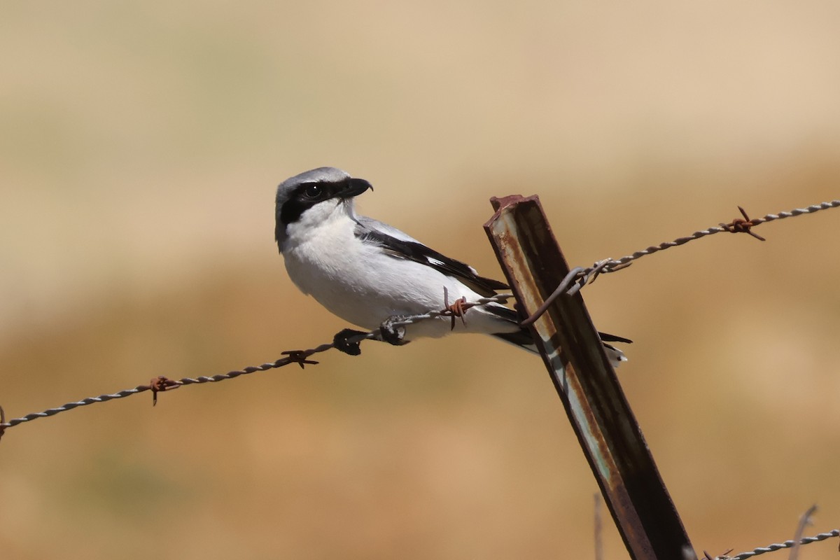 Loggerhead Shrike - ML634329200