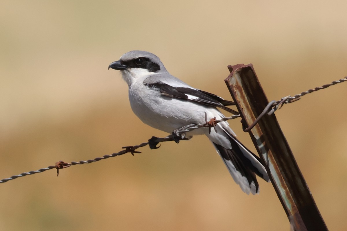 Loggerhead Shrike - ML634329203