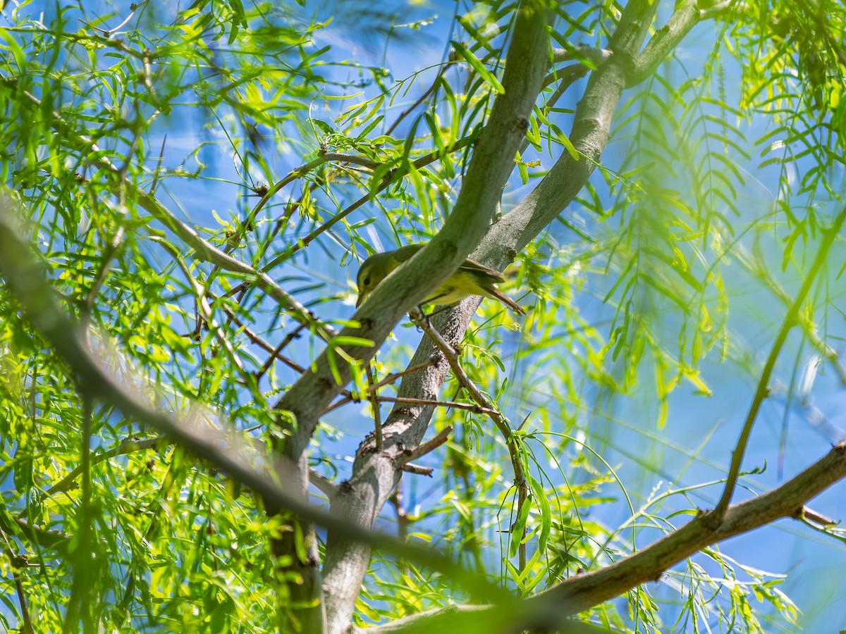 Sängervireo - ML634329214