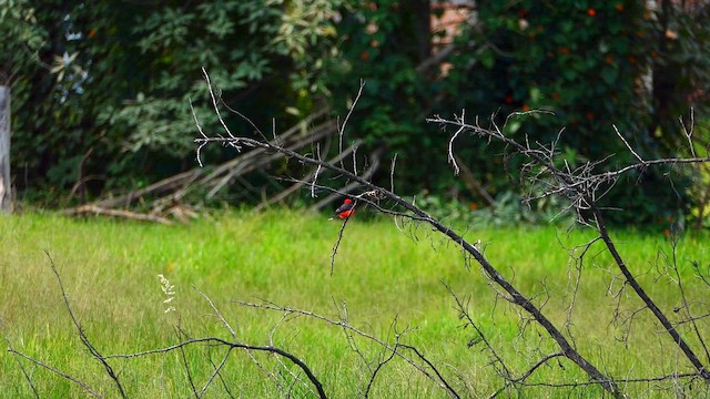 Vermilion Flycatcher - ML634329286