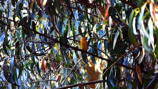 Golden Grosbeak - ML634329299