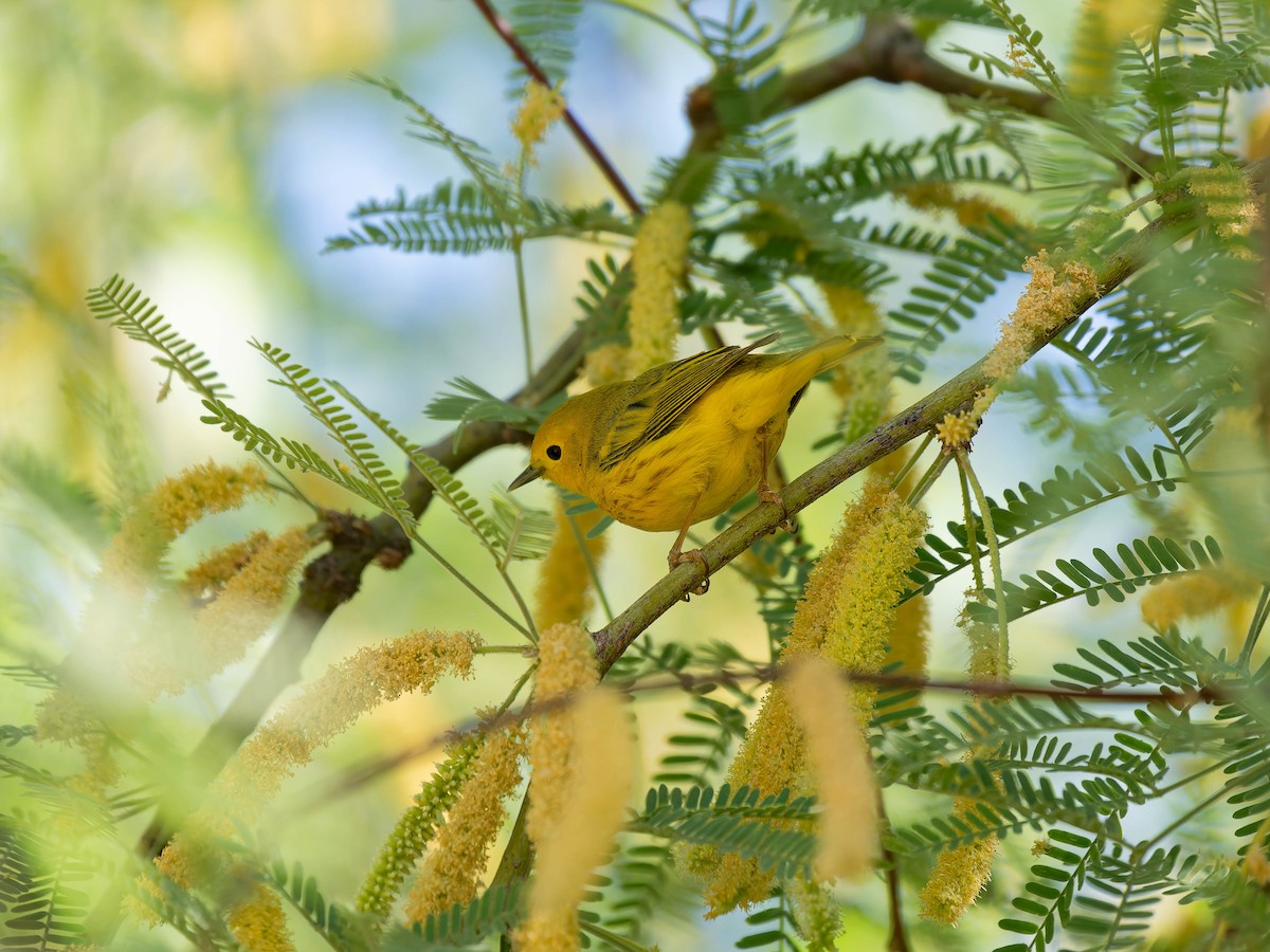 Goldwaldsänger - ML634329311