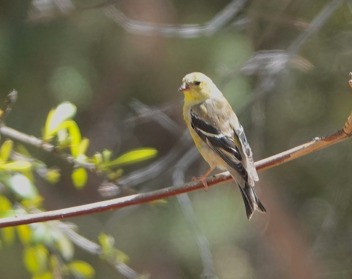 gulstillits - ML634329384