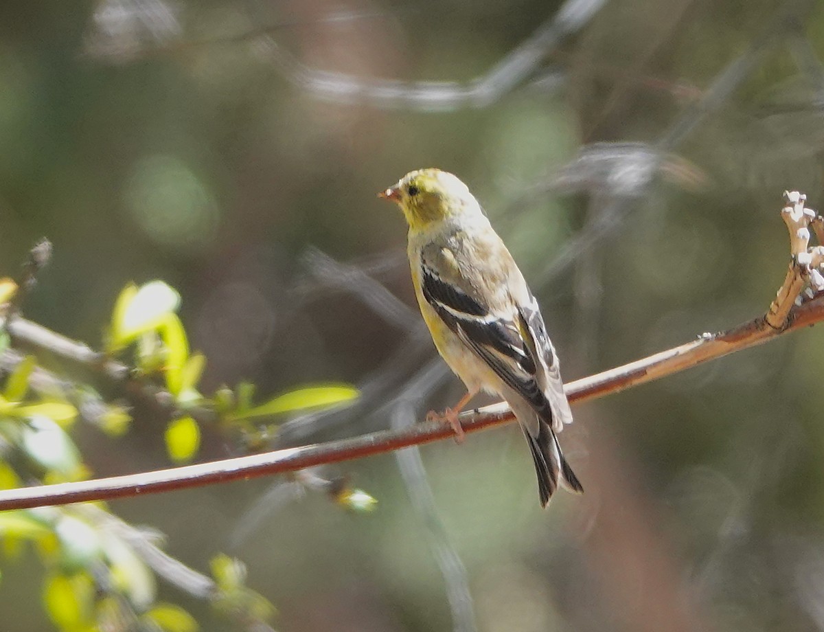 gulstillits - ML634329385