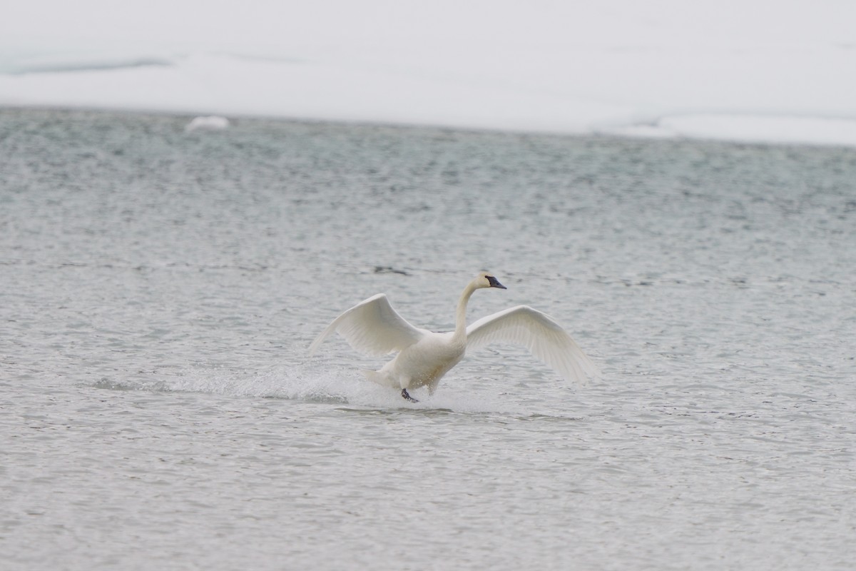 Trumpeter Swan - ML634329389