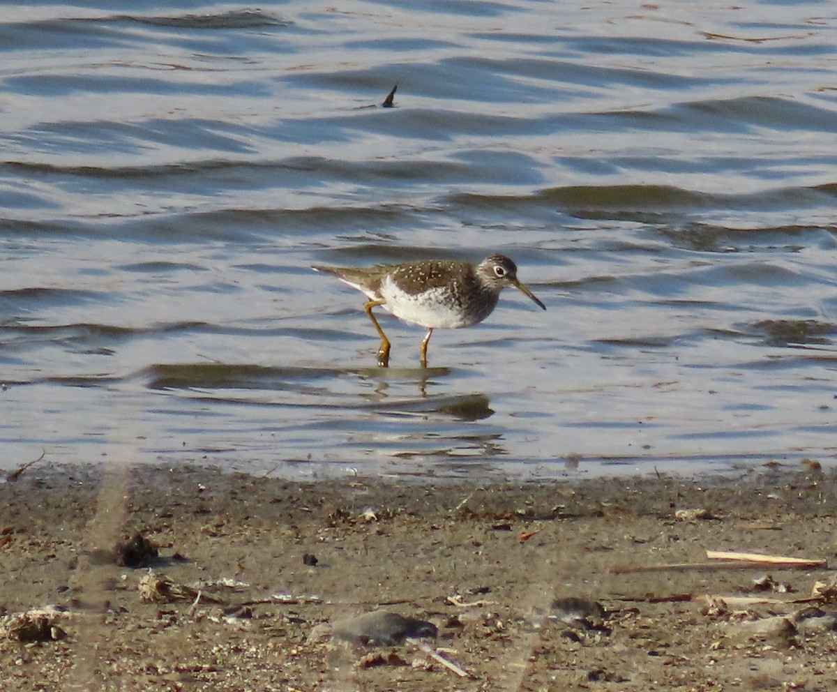 Solitary Sandpiper - ML634329395