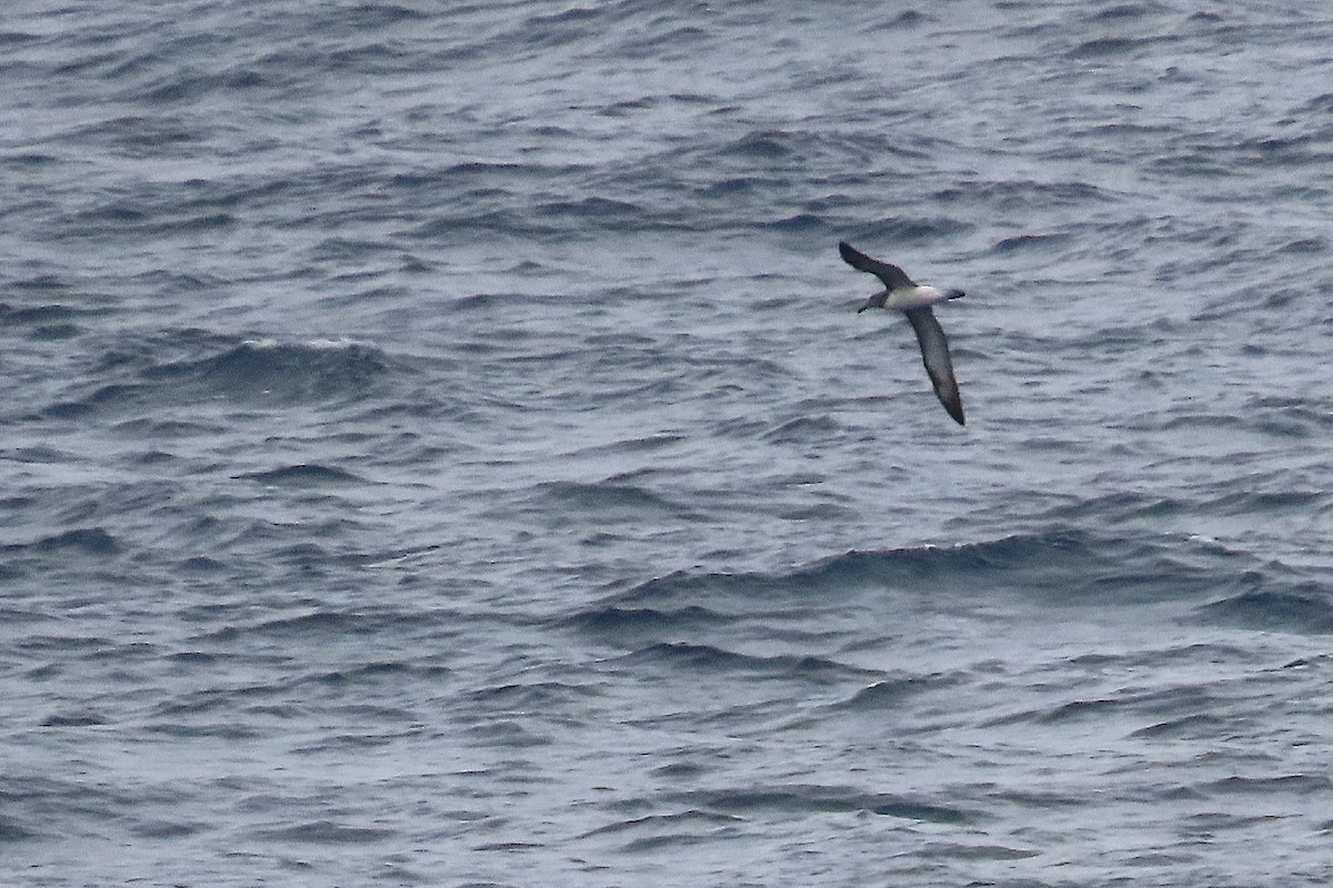 Buller's Albatross - ML634329477