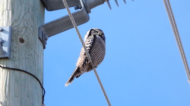 Northern Hawk Owl - ML634329535
