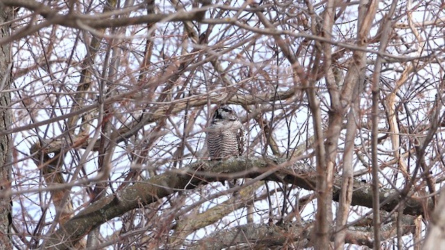 Northern Hawk Owl - ML634329538
