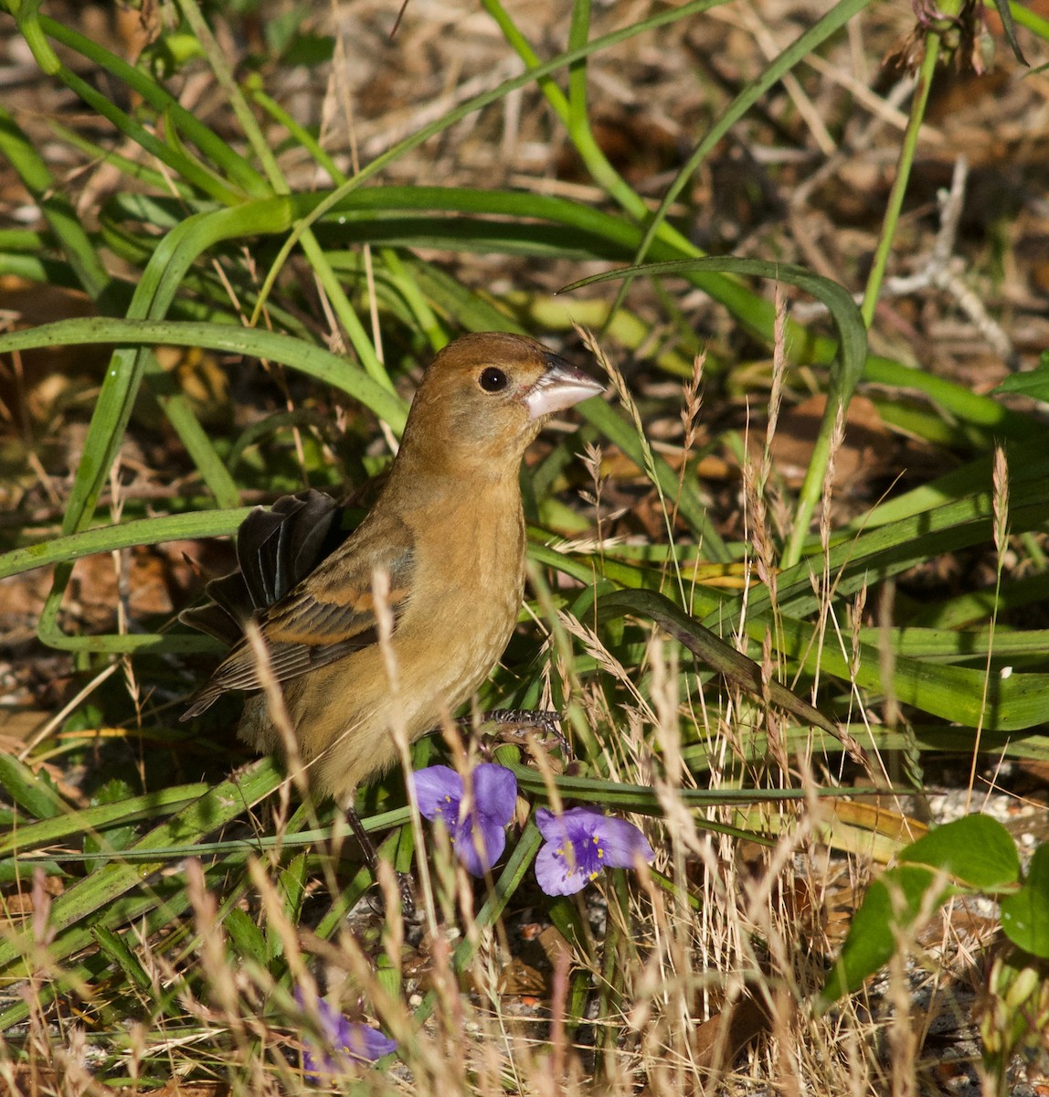 Blue Grosbeak - ML634329664