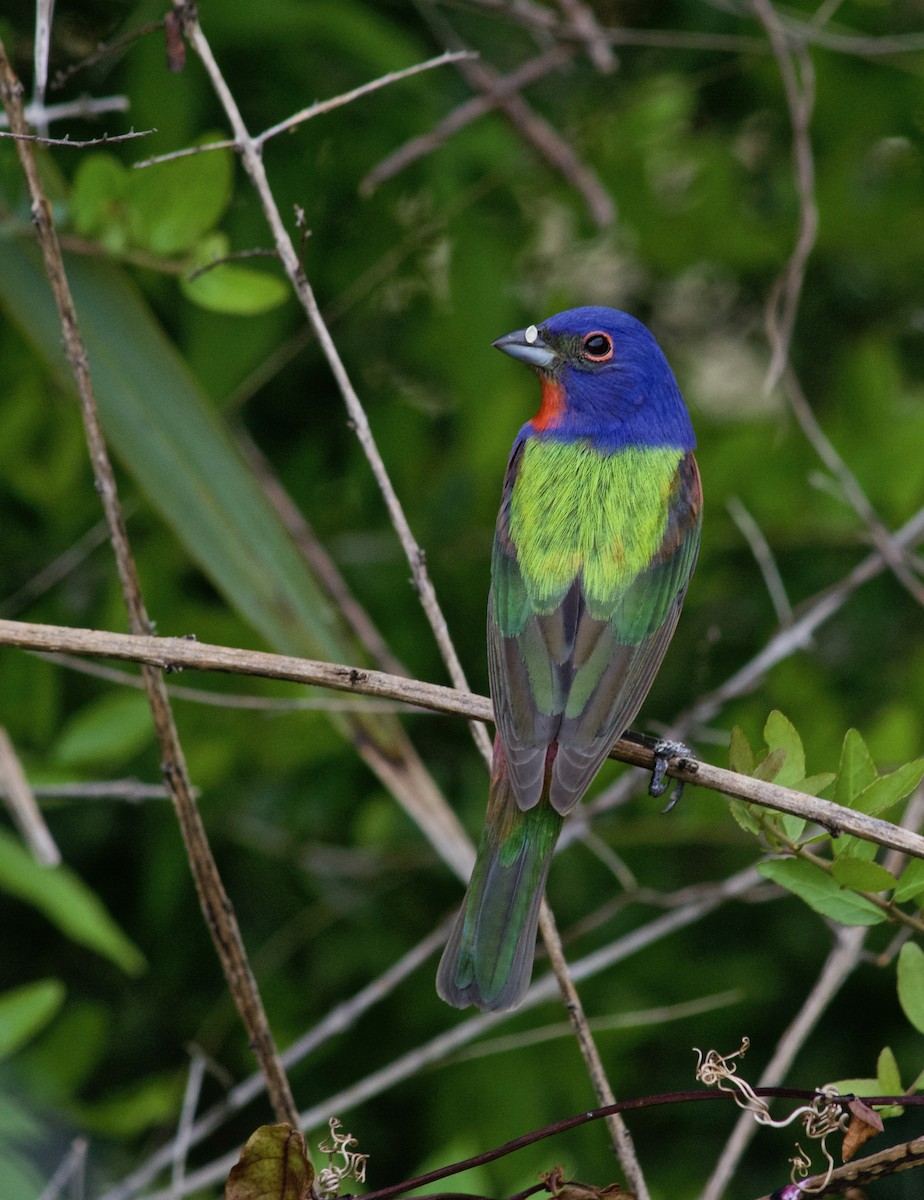 Painted Bunting - ML634329711