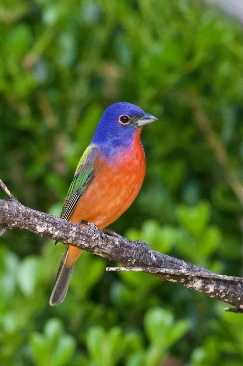 Painted Bunting - ML634329712