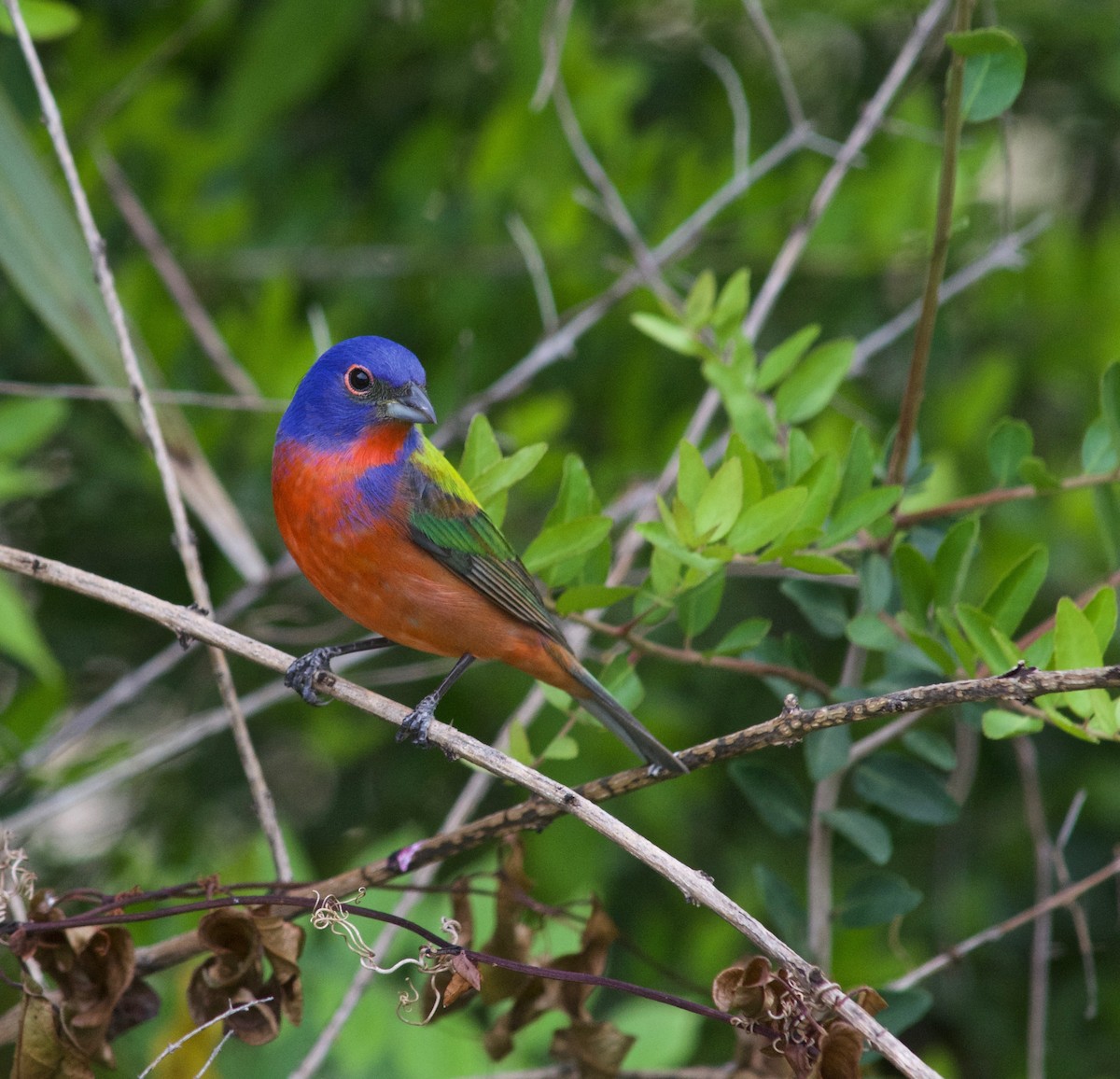 Painted Bunting - ML634329714