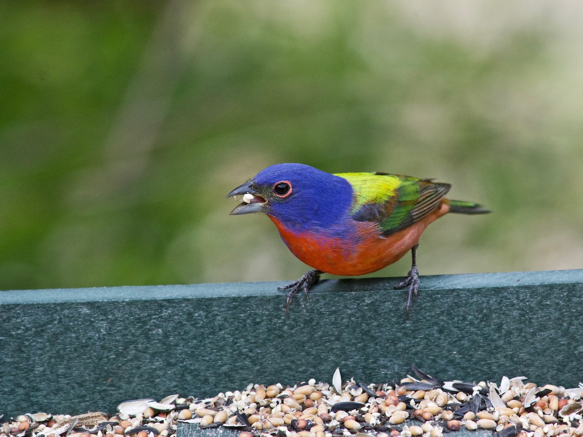 Painted Bunting - ML634329725
