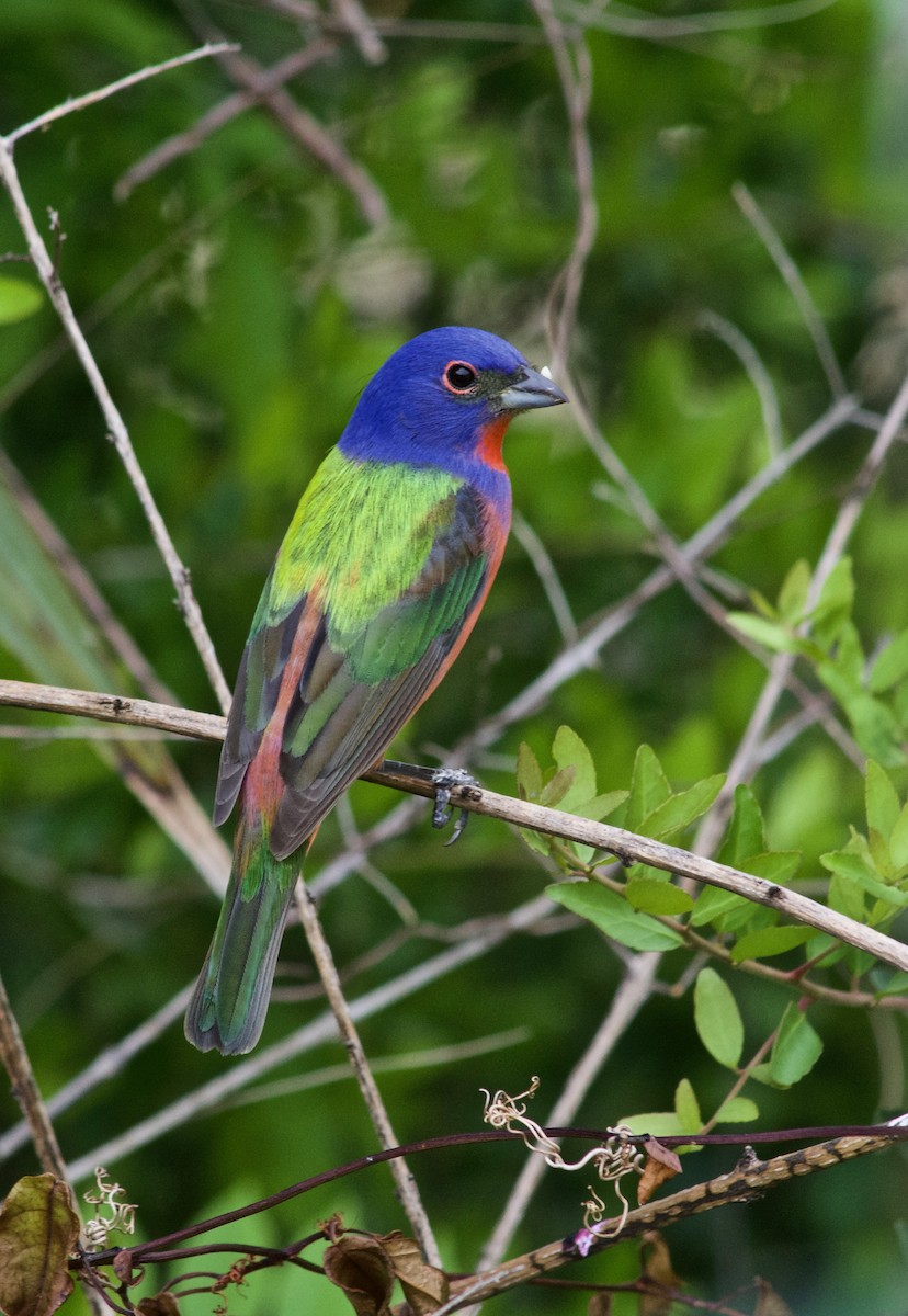 Painted Bunting - ML634329726
