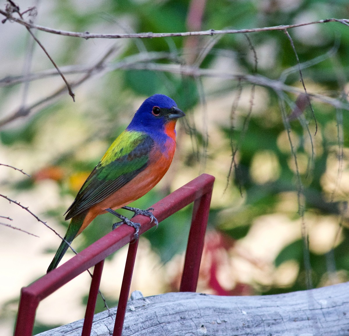 Painted Bunting - ML634329727
